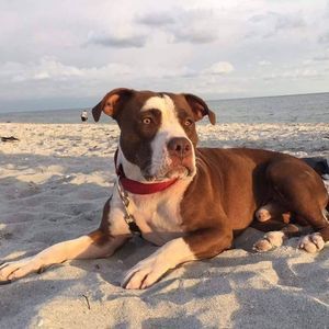 Meet your Posher, Tony